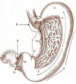 Mide Anatomisi